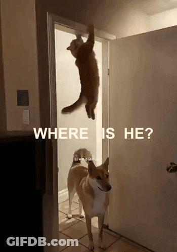 A Dog Standing Next To A Cat Hanging From A Door That Says Where Is He On It GIF
