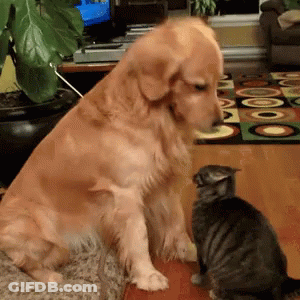 A Dog Standing Next To A Cat In A Living Room GIF