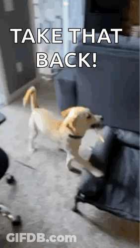 A Dog Standing Next To A Couch With The Words Take That Back On It GIF