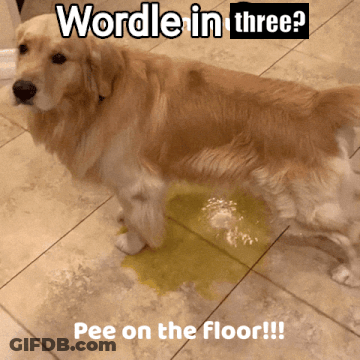 A Dog Standing Next To A Puddle Of Yellow Liquid With The Caption " Wordle In Three Pee On The Floor " GIF