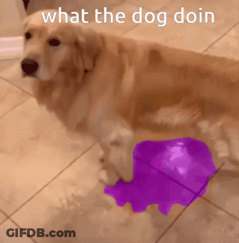 A Dog Standing Next To A Purple Object That Says " What The Dog Doin " On It GIF