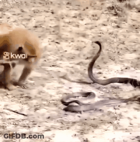 A Dog Standing Next To A Snake With Kwai Written On The Bottom Right GIF
