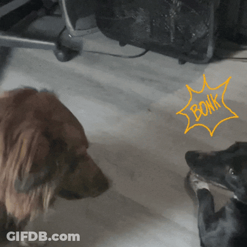 A Dog Standing Next To Another Dog With The Word Bonk Written In Yellow GIF