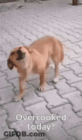 A Dog Standing On A Brick Sidewalk With The Words Overcooked Today On The Bottom GIF
