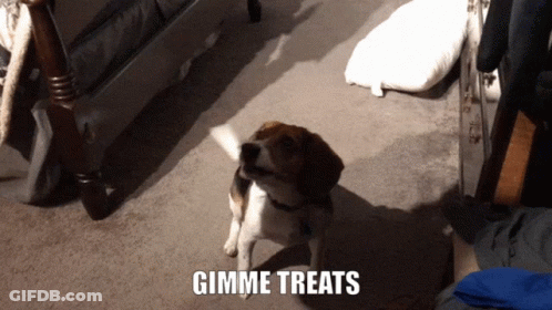A Dog Standing On A Carpet With The Words Gimme Treats Behind It GIF