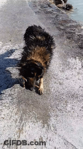 A Dog Standing On A Concrete Surface Near The Water GIF