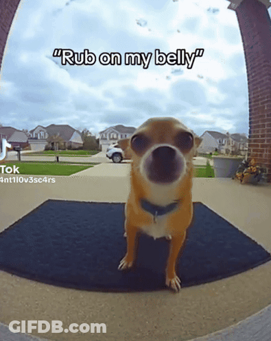 A Dog Standing On A Door Mat With The Caption " Rub On My Belly " Above It GIF