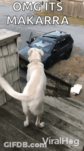 A Dog Standing On A Set Of Stairs Looking At A Broken Down Car With The Caption Omg Its Makarra GIF