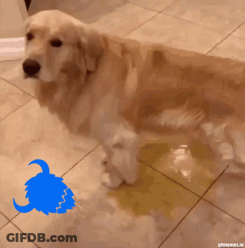 A Dog Standing On A Tiled Floor Next To A Yellow Sticker That Says " Gifmemes.io " GIF