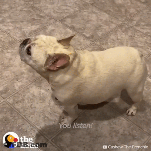 A Dog Standing On A Tiled Floor With The Words You Listen Behind It GIF