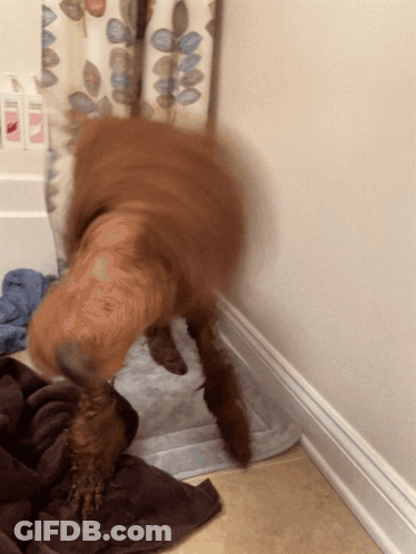 A Dog Standing On A Towel In Front Of A Shower Curtain That Has Leaves On It GIF