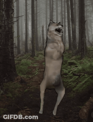 A Dog Standing On Its Hind Legs In A Forest GIF
