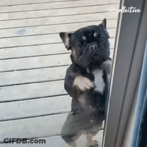 A Dog Standing On Its Hind Legs In Front Of A Glass Door That Says Petcollective On The Bottom Right GIF