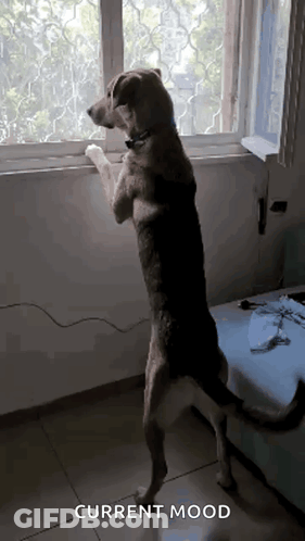 A Dog Standing On Its Hind Legs In Front Of A Window With The Words Current Mood Written Below It GIF