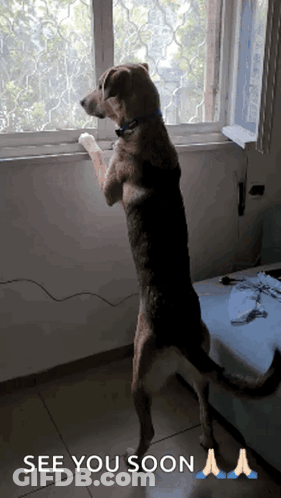 A Dog Standing On Its Hind Legs In Front Of A Window With The Words See You Soon Written Below It GIF