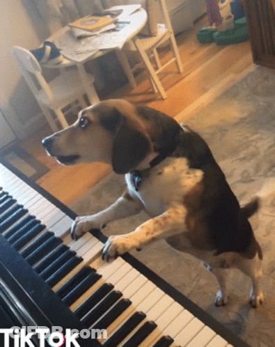 A Dog Standing On Its Hind Legs Playing A Piano Keyboard With The Word Tiktok Below It GIF