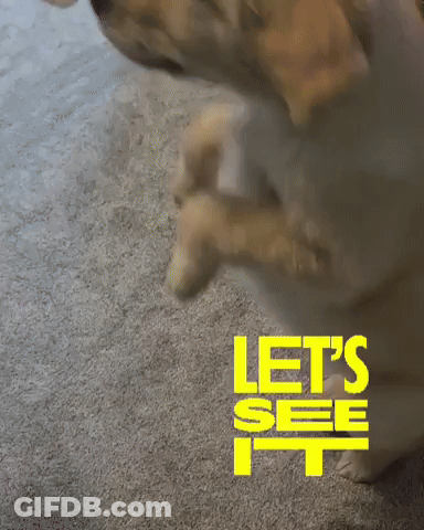 A Dog Standing On Its Hind Legs With The Words Let 'S See It GIF