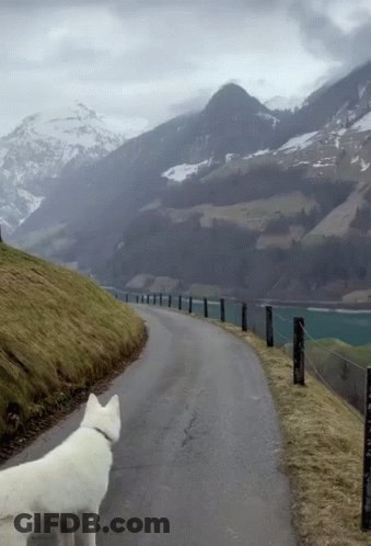 A Dog Standing On The Side Of A Road GIF