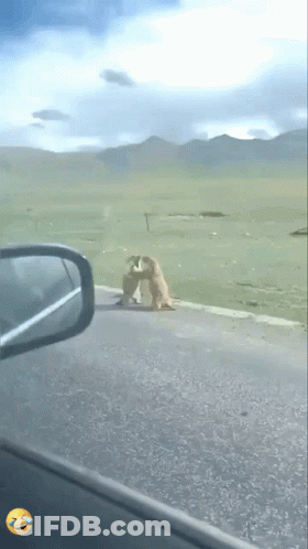 A Dog Standing On The Side Of A Road Next To A Car 'S Rear View Mirror GIF