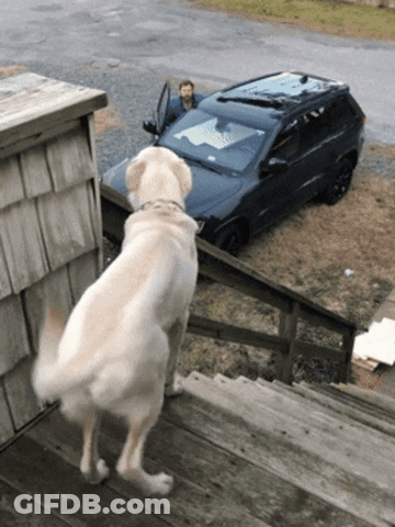 A Dog Stands On A Set Of Stairs Looking At A Car GIF
