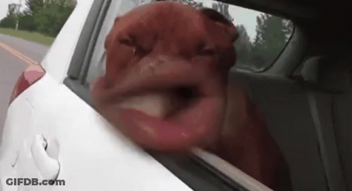A Dog Sticking Its Nose Out Of A Car Window GIF