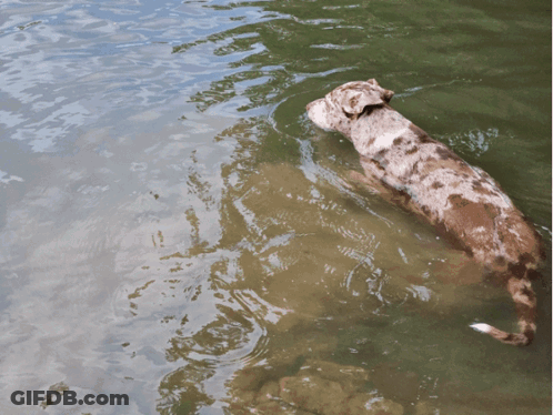 A Dog Swimming In A Body Of Water GIF