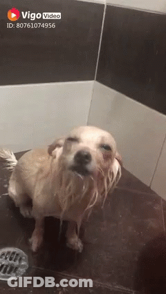 A Dog Taking A Bath In A Bathroom With Vigo Video On The Bottom Right GIF