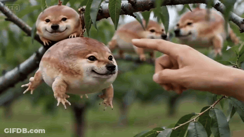 A Dog That Looks Like A Frog Is Being Touched By A Person GIF