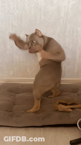 A Dog That Looks Like A Monkey Is Standing On A Bed GIF
