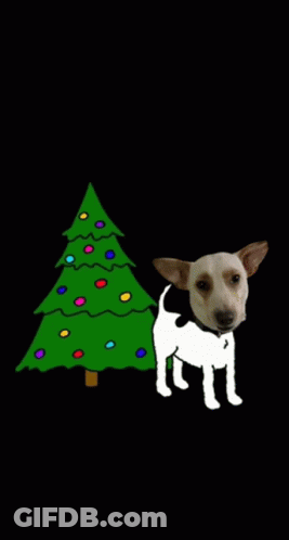 A Dog Urinates In Front Of A Christmas Tree With Lights GIF