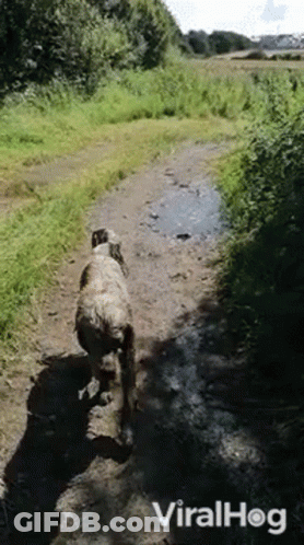 A Dog Walking Down A Dirt Path With The Words Viralhog On The Bottom Right GIF