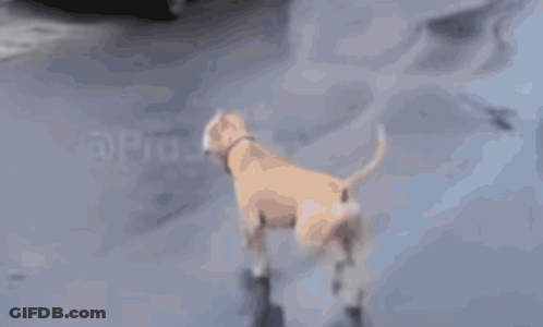 A Dog Walking Down A Sidewalk Next To A White Van . GIF
