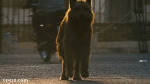 A Dog Walking Down A Street With A Motorcycle Behind It GIF