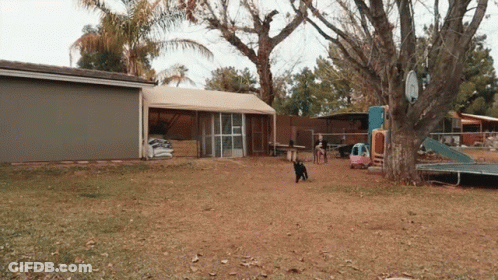 A Dog Walking In A Backyard With A Playground GIF