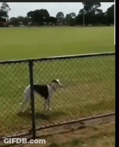 A Dog Walking Through A Chain Link Fence In A Field GIF