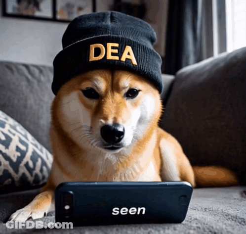 A Dog Wearing A Beanie With The Word Dea On It GIF