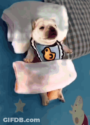 A Dog Wearing A Bib With A Duck On It Is Sleeping On A Bed GIF