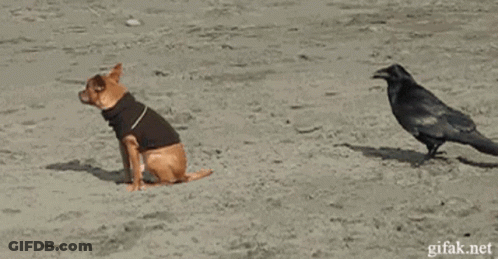 A Dog Wearing A Black Jacket Is Running Away From A Black Bird GIF