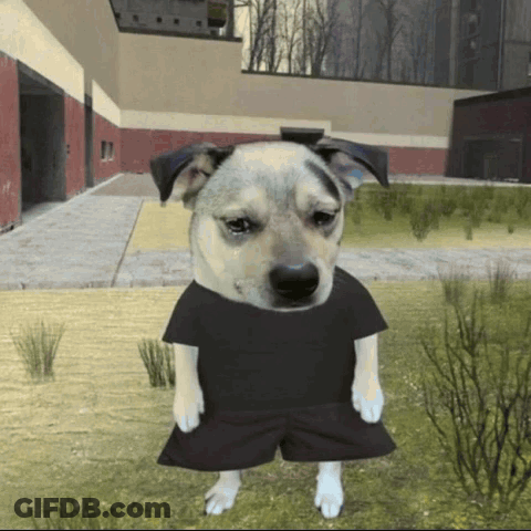 A Dog Wearing A Black Shirt And Shorts Is Standing In A Field GIF