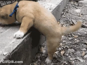 A Dog Wearing A Blue Collar Is Laying On A Concrete Ledge GIF