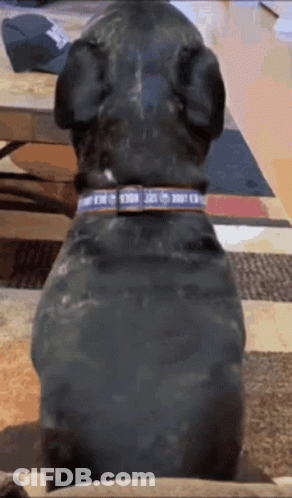 A Dog Wearing A Blue Collar That Says ' I Love You ' On It GIF