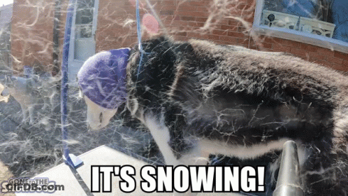 A Dog Wearing A Blue Hat With The Words It 'S Snowing Written Below It GIF