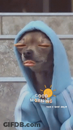 A Dog Wearing A Blue Hoodie With The Words Good Morning Written On It GIF