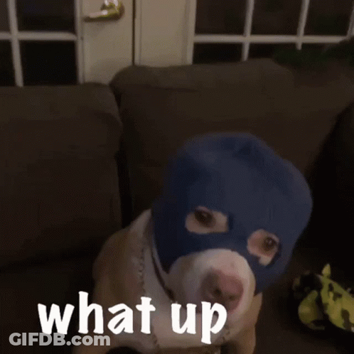 A Dog Wearing A Blue Mask With The Words What Up Written On It GIF