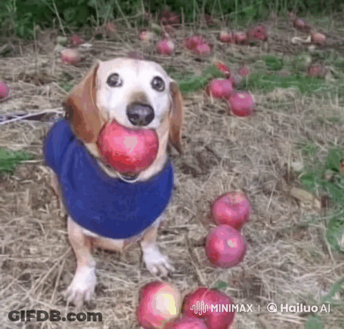 A Dog Wearing A Blue Shirt Is Holding An Apple In Its Mouth .. GIF