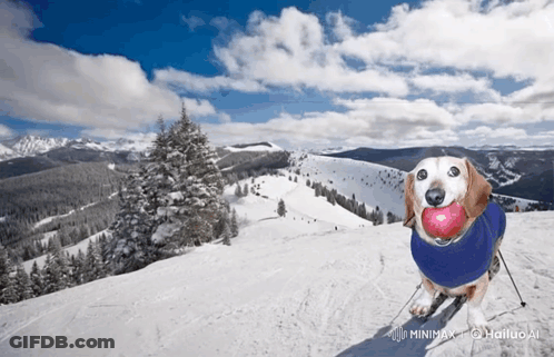 A Dog Wearing A Blue Sweater Is Skiing Down A Snow Covered Mountain GIF