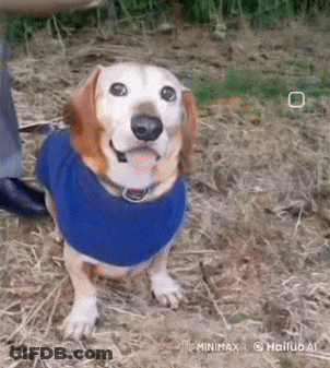 A Dog Wearing A Blue Sweater Is Standing On A Pile Of Hay GIF