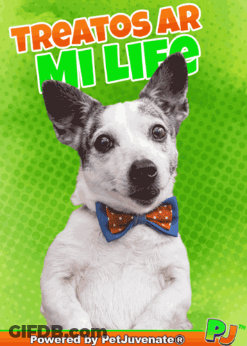 A Dog Wearing A Bow Tie Is On A Poster That Says Treatos Ar Mi Life Powered By Petjuvenate GIF