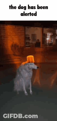 A Dog Wearing A Bucket On Its Head With The Words The Dog Has Been Alerted On The Bottom GIF