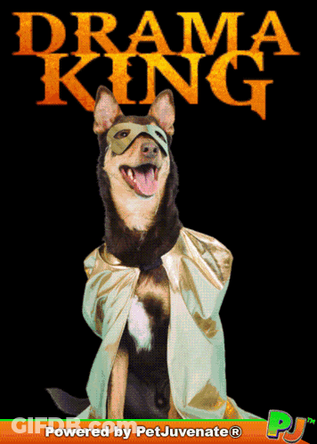 A Dog Wearing A Cape And A Mask Is On The Cover Of A Book Called Drama King GIF